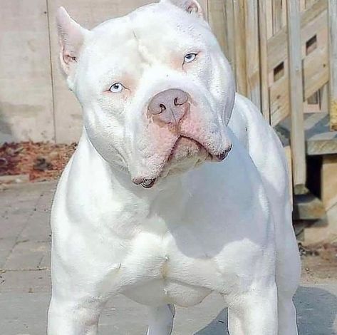 XL Bully Worldwide on Instagram: “😍 - Follow @xlbully_worldwide (us) for more amazing photos! Via: DM . . . #pitbulls #pitbull #pitbulllovers #lovepitbull #dogs #animals…” Cute Pitbull Puppies, Pitbull Dog Puppy, White Pitbull, Pitbull Dog Breed, Bully Breeds Dogs, Big Dog Breeds, Scary Dogs, Pitbull Puppy, Pretty Dogs