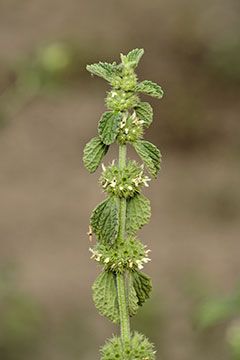 Horehound Tincture, Horehound Plant, Apothecary Plants, White Horehound, Horehound Candy, Medicinal Herbs Remedies, Medical Plants, Food Foraging, Muscle Repair