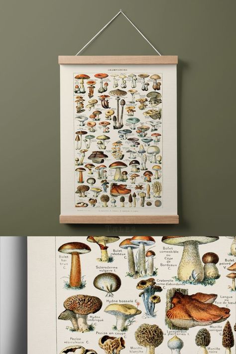 Retro botancial wall art by botanist Adolphe Millot. A must have for your cottagecore bedroom interior decor Bedroom Interior Decor, Cottagecore Ideas, Mushroom Illustration, Cottagecore Bedroom, Adolphe Millot, Illustration Botanical, Vintage Mushroom, Interior Decor, Bedroom Interior