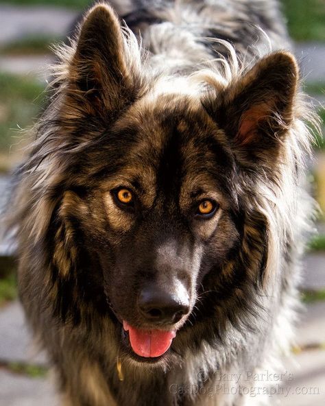 American Alsatian Dire Wolf Dog | ... american alsatian on Pinterest | American alsatian, Dire wolf and The American Alsatian Dog, American Alsatian, Native American Dog, Native American Indian Dog, American Indian Dog, Alsatian Dog, American Dog, Papillon Dog, Dire Wolf