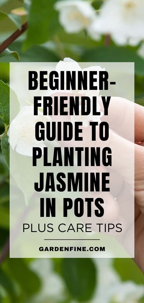 Save this pin for essential tips and tricks on successfully growing Jasmine in pots. Discover how to cultivate beautiful and fragrant Jasmine plants in containers. #GardeningTips #JasmineInPots #PlantCareAdvice Jasmine Plant Outdoor, Potted Jasmine, Jasmine In Pots, Growing Jasmine, Jasmine Plant Indoor, Carolina Jasmine, Plants In Containers, Cockle Shells, Jasmine Vine