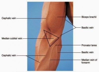 Veins for IV Insertion Nursing Iv, Phlebotomy Study, Nursing Information, Intravenous Therapy, Nursing School Survival, Nursing School Studying, Nursing School Tips, Medical School Studying, Nursing School Notes