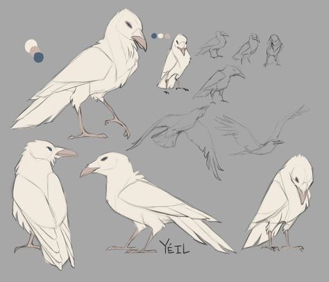 Albino Raven, Crows Drawing, White Raven, Crow Art, Raven Art, Creature Concept Art, Animal Sketches, Pink Eyes, Bird Drawings