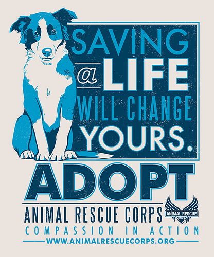 ARC Adopt a dog poster by Lucie Rice | by jenvaughnart Dog Quotes Love, Animal Advocacy, Dog Poster, Animal Posters, Rescue Dogs, Animal Welfare, Shelter Dogs, Animal Rights, Cat Adoption