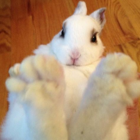 Bunny feet. Bunny Paws, Bunny Lady, Cute Bunny Pictures, Pet Bunny, Bunny Pictures, Funny Bunnies, Silly Animals, Fluffy Animals, Cute Creatures