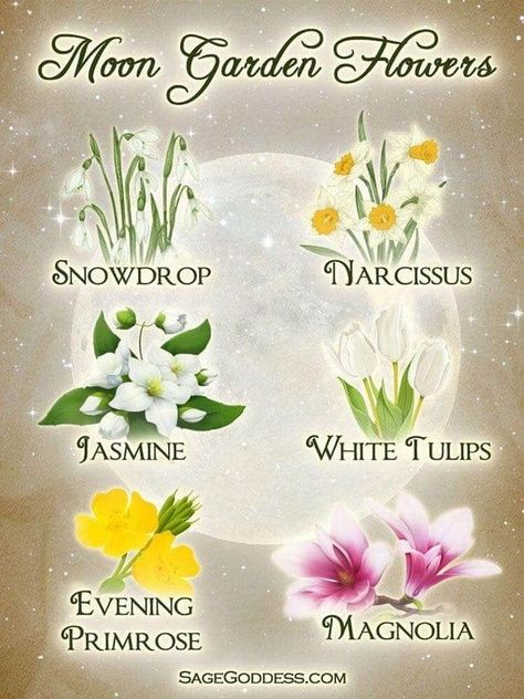 Planting By The Moon, Moon Gardens, I Love The Moon, Sage Goddess, Witchy Planner, Witchy Garden, Night Blooming Flowers, Magical Moon, Goth Garden