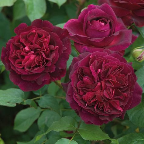 Growing David Austin Roses - B.B. Barns Garden Center + Landscaping Munstead Wood, Pruning Shrubs, Austin Rose, American Garden, Garden Paving, Types Of Roses, Shrub Roses, Rose Fragrance, David Austin Roses