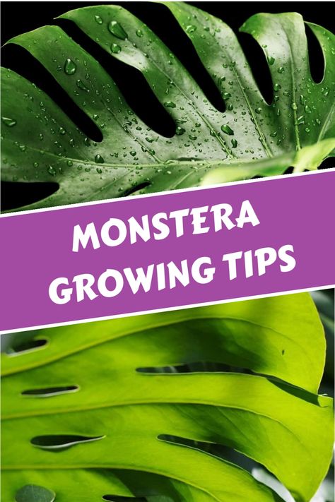 Growing a Monstera deliciosa indoors is easy with the right care. Learn how to provide the best lighting, soil, water, and pruning for this tropical houseplant. Monstera Deliciosa Care, Monstera Plants, Growing Tips, Monstera Plant, Monstera Deliciosa, How To Grow, Cool Lighting, Beautiful Gardens, House Plants