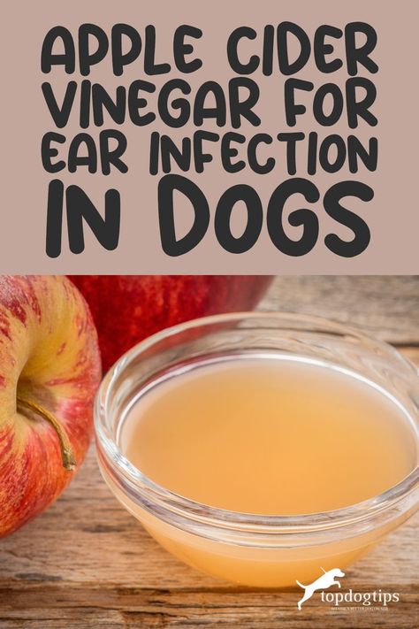 Wag More, Itch Less: DIY Remedies for Doggy Ear Infections 🐾🌿 Itching Remedies, Ear Problems, How To Make Home, Dogs Ears Infection, Dog Remedies, Ear Infections, Ear Drops, Dog Itching, A Vet