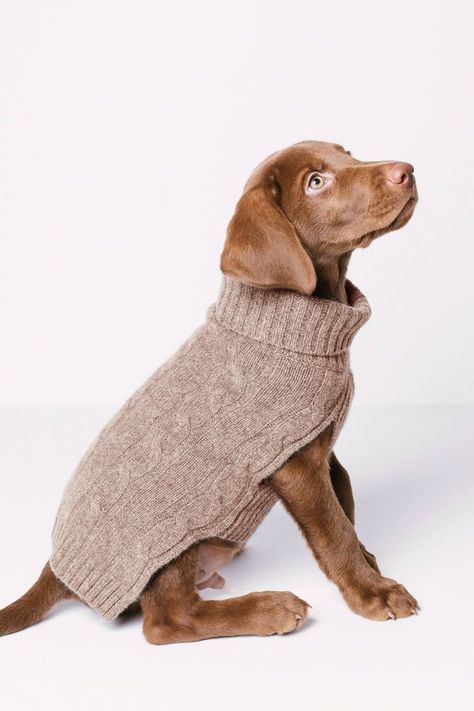 Square Body Shape, Luxury Dog Collars, Knit Dog Sweater, Fancy Dog, Turtleneck Style, Square Body, Puppy Collars, Luxury Dog, Dog Sweater