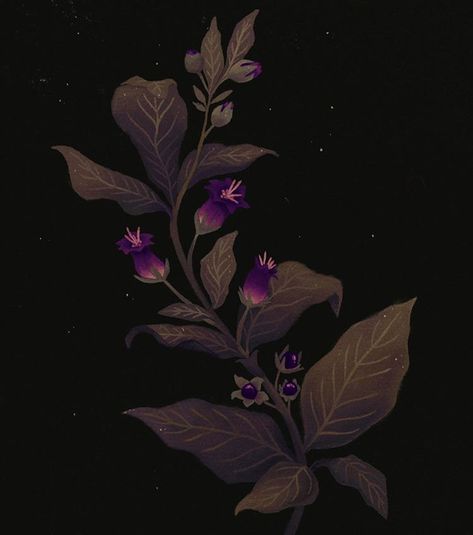 Aesthetic Poison, Belladonna Flower, Nightshade Flower, Nightshade Plant, Deadly Nightshade, Poisonous Plants, Plant Aesthetic, Plant Illustration, Plant Art