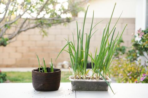 How to Regrow Green Onions from Scraps (In Water & Soil) - Hungry Huy Regrow Green Onions, Planting Onions, Growing Veggies, Liquid Fertilizer, Replant, All About Plants, Fresh Green, Potting Soil, Gardening For Beginners