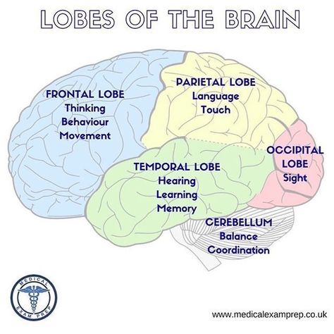 Geriatrics Nursing, Phineas Gage, Brain Anatomy And Function, Psychological Hacks, Ap Psych, Psychology Memes, Learning Psychology, Sistem Saraf, Ap Psychology