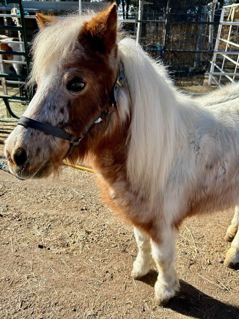 For Sale in Arizona https://www.minihorsesales.com/4HPetMares.html Miniature Horses For Sale, Horse Corral, Nice Personality, Ponies For Sale, Miniature Ponies, Horse Rescue, Mini Horse, Horses For Sale, Miniature Horse