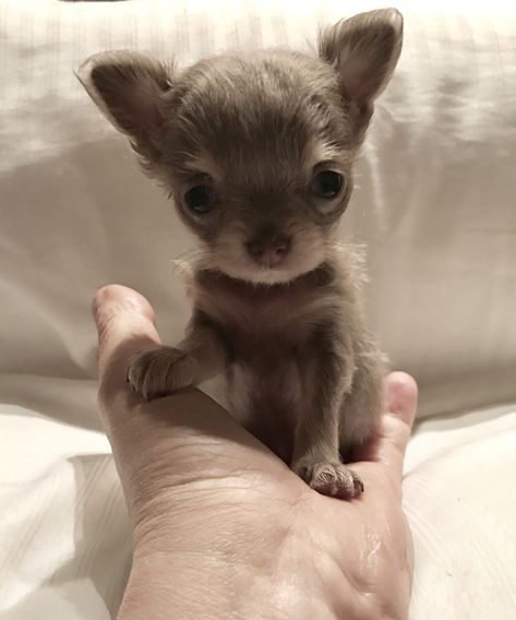 Baby chihuahua Chihuahua Black, Blue Chihuahua, Black Chihuahua, Teacup Chihuahua Puppies, White Chihuahua, Dog Brown, Baby Chihuahua, Chihuahua Puppies For Sale, Small Puppy