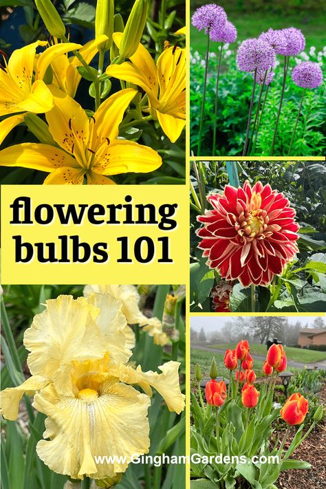 Are you looking to add some color and beauty to your outdoor space? Planting flowering bulbs is a great way to do just that! Whether you are looking to add some seasonal flair in spring, summer, or fall, learning the basics of planting flowering bulbs will help you achieve a stunning flower garden throughout the growing season. In our Flowering Bulbs 101 guide, you will learn the basics of how to plant, when to plant, and tips for all-season success. Bulb Flowers Types Of, Plant Bulbs, Bulbs To Plant In Spring, Bulb Planting Guide, Bulbs To Plant In Fall, Bulb Planting Ideas, When To Plant Bulbs, Bulbs Garden Design, Summer Flowering Bulbs