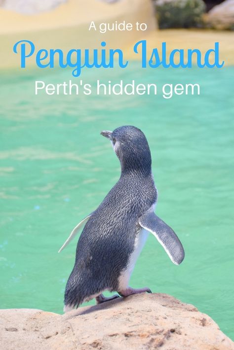 Penguin Island, Perth - Visiting the World's Smallest Penguins - Destinationless Travel Penguin Island, Perth Travel, Australia Bucket List, Australia Visa, Work In Australia, Australia Vacation, Popular Travel Destinations, Australia Travel Guide, Australian Travel