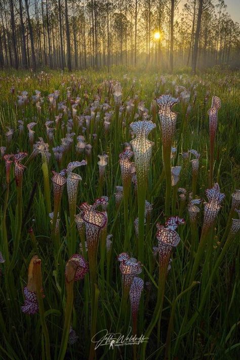 Sarracenia leucophylla, or carnivorous white topped pitcher plants - they eat insects. In a bog in Alabama. "With a sprinkle of dew drops, I couldn’t help but admire the way they were shimmering in the golden light that was gently showering down upon them. While photographing this scene an old saying came to mind: “And into the forest I go to lose my mind and find my soul.” ~ John Muir. Prints are available for pre-order on our website: www.waldorffphotography.com/collector-s-editions. Lydia Aesthetic, Insect Eating Plants, Plant Character, Flower Film, Insectivorous Plant, Whimsical Witch, Witch Fairy, Pitcher Plants, Savage Garden