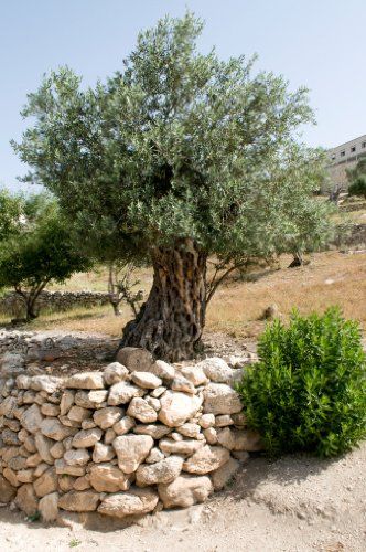 Olive Tree Care, Olive Seeds, Olive Trees Garden, Growing Olive Trees, Modern Water Feature, Front Lawn Landscaping, Backyard Covered Patios, Let It Grow, Architectural Plants