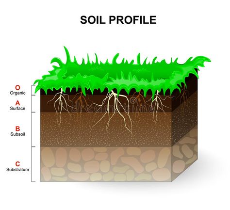 Soil Profile stock illustration Soil Profile, Cells Worksheet, Plant Roots, Green Grass, Soil, Stock Illustration, Stock Vector, Vector Illustration, Plants