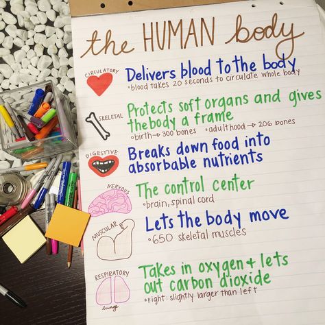 Body Systems Anchor Chart, Body Systems Project, Human Body Lesson, Body Systems Worksheets, Pe Ideas, Physical Education Teacher, 7th Grade Science, 8th Grade Science, 4th Grade Science