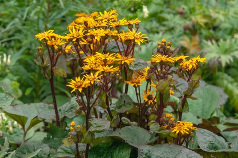 Leopard plants (Ligularia spp. ) are easy-to-care-for shade perennials with yellow flowers and vibrant foliage. They are excellent for woodland gardens. Tractor Seat Plant, Leopard Plant, Long Blooming Perennials, Plant Texture, Small Balcony Garden, Garden On A Hill, Plant Book, Perennial Shrubs, Shade Perennials