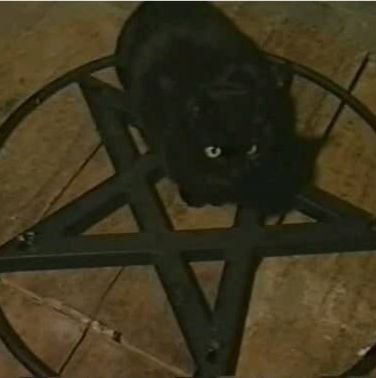 th3eve:RB FOR GOOD LUCK! A Black Cat, In The Middle, A Black, The Middle, Black Cat, Black