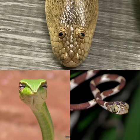 My top favourite funny-looking snakes Arabian Sand Boa Tree Vine Snake and the Blunthead Tree Snake - Meme Guy Arabian Sand Boa, Expressive Animals, Snake Meme, Snakes Funny, Meme Guy, Tree Snake, Vine Snake, Guy Photo, Cute Reptiles