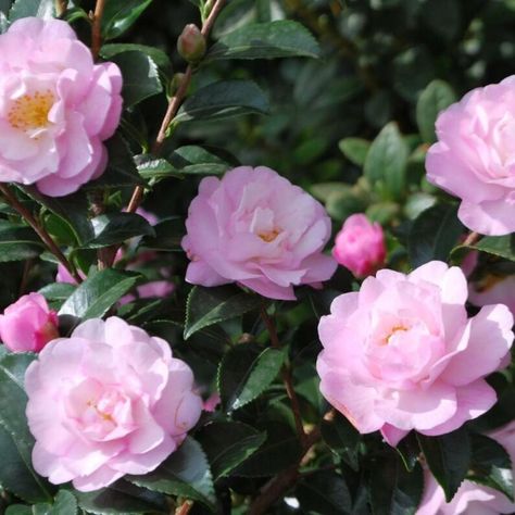 October Magic, Camellia Sasanqua, Camellia Plant, Fossil Creek, Lots Of Plants, Backyard Shade, Mountain Laurel, Pink Highlights, Landscaping Tips