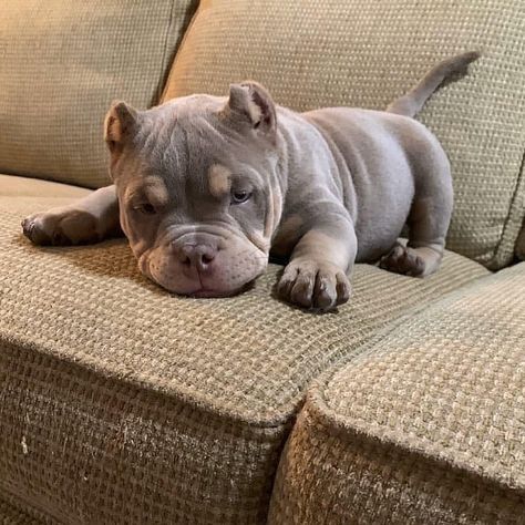 Micro Pitbull, Mini Pitbull, American Pocket Bully, Pocket Bully Puppies, Cute Pitbull Puppies, American Bully Pocket, Pitbull Dog Puppy, House Hippo, Pitbull Dog Breed