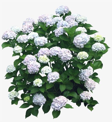 Photoshop Landscape, Hydrangea Shrub, Pinterest Garden, Hydrangea Bush, Planting Hydrangeas, Planting Shrubs, Garden Elements, White Hydrangea, Annual Plants