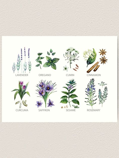 Herb Watercolor, Watercolor Apothecary, Herbs Illustration Botanical Prints, Green Tea Botanical Illustration, Herbal Illustration Medicinal Plants, Watercolor Herbs, Botanical Collection, Herbs And Spices, Colour Images