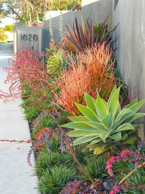 Dry Stream, Moderne Have, Native Gardens, Rogers Gardens, Drought Tolerant Garden, Small Front Yard Landscaping, Drought Tolerant Landscape, Succulent Landscaping, Rock Landscaping