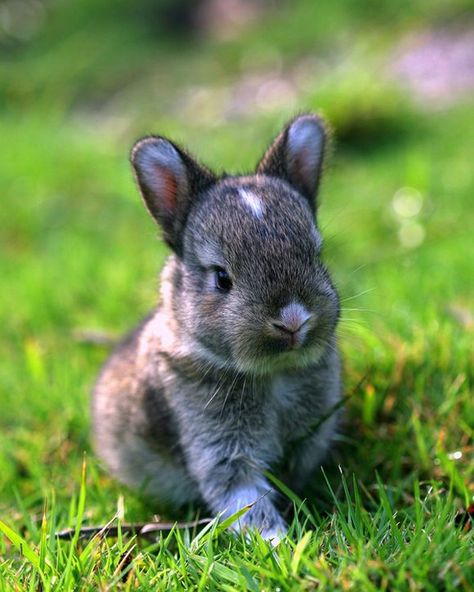 Cute wild baby rabbit ;) Bunny Pics, Gorgeous Animals, Tiny Animals, Bunny Pictures, Awesome Animals, Cutest Animals, Lil Baby, Baby Bunnies, Cute Animal Pictures