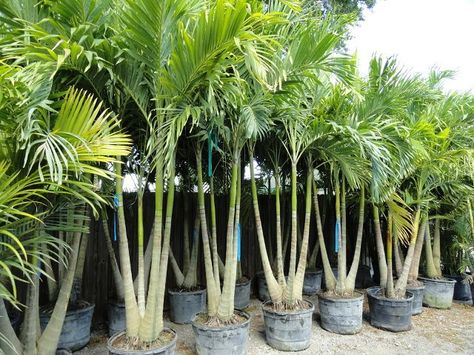 Backyard Landscaping Tropical, Landscaping Tropical, Palm Trees For Sale, Trees Backyard, Palm Trees Landscaping, Florida Landscaping, Tropical Palm Trees, Front Garden Landscape, Tropical Backyard