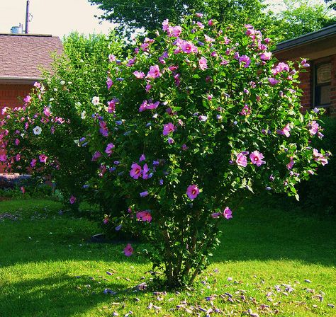 hibiscus bushes | Hibiscus Bush Hibiscus Shrub, Hibiscus Flower Drawing, Hibiscus Bush, Growing Hibiscus, Hibiscus Tree, Hibiscus Garden, Hardy Hibiscus, Backyard Trees, Hibiscus Plant