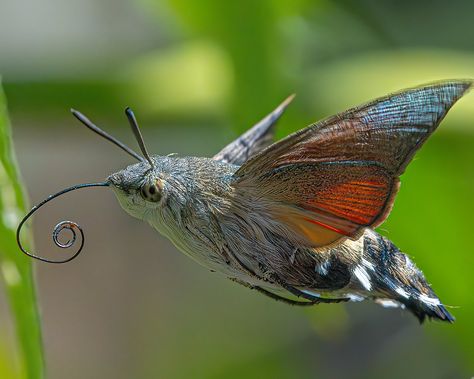 Hummingbird Hawk Moth, Paul Wright, Hummingbird Moth, Hawk Moth, Firebird, Moth, Birds, Nature