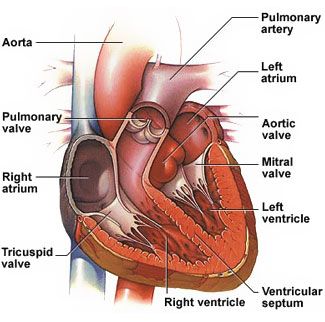 Cross-section of a human heart Anatomi Dan Fisiologi, Types Of Heart, Tricuspid Valve, Mitral Valve, Skeleton Anatomy, Heart Diseases, Knitting Blanket, Arteries And Veins, Heart Anatomy