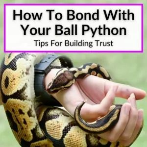 Knowing how to bond with your ball python is important if you want you snake to live a happy and healthy life. They key to getting your new snake to trust... Royal Python Vivarium Ideas, Pink Ball Python, Ball Python Tank Ideas, Snake Enrichment Ideas, Diy Ball Python Enclosure, Bioactive Ball Python Enclosure Ideas, Snake Tank Setup Ball Python, Ball Python Enrichment, Snake Terrarium Ideas Ball Python