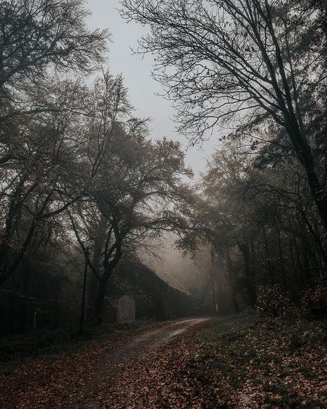 All Posts • Instagram Dark Academia Forest Aesthetic, Dark Country Aesthetic, Dark Academia Forest, Fog Aesthetic, Strange Aesthetic, Goblin Market, Foggy Night, Witch Hunter, Dark & Stormy