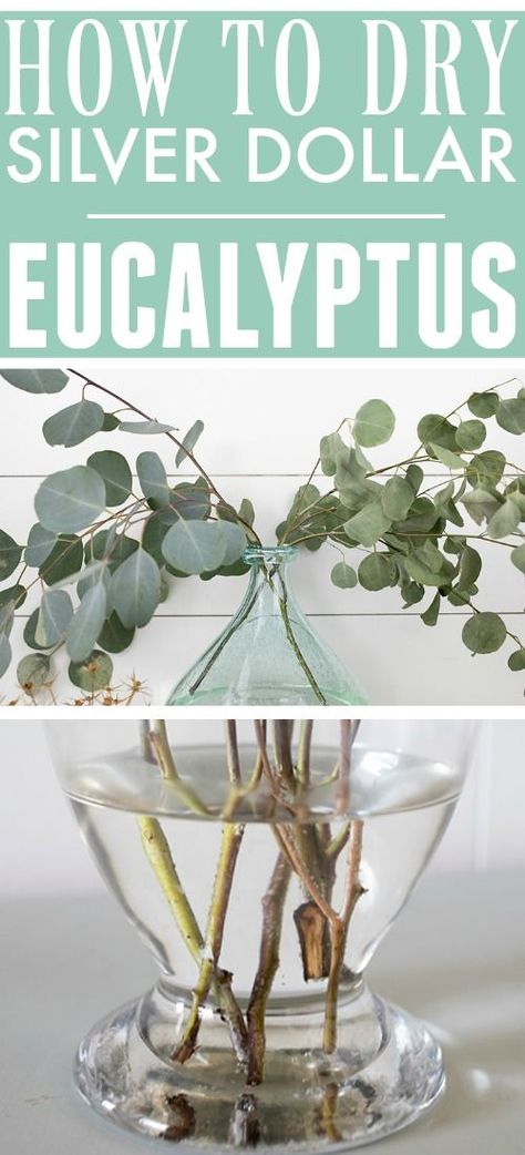 A few different methods for drying silver dollar eucalyptus and which one works the best! How To Dry Eucalyptus, Drying Eucalyptus, Eucalyptus Diy, Preserving Herbs, Dollar Eucalyptus, Dried Hydrangeas, Peonies And Hydrangeas, Fresh Eucalyptus, Artificial Christmas Garland