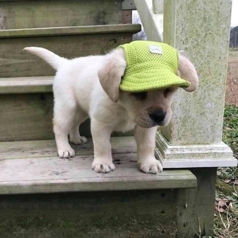 Puppy Hats, Super Cute Dogs, 웃긴 사진, Dog Hat, Cute Animal Photos, Cute Creatures, Siberian Husky, Cute Little Animals, 귀여운 동물