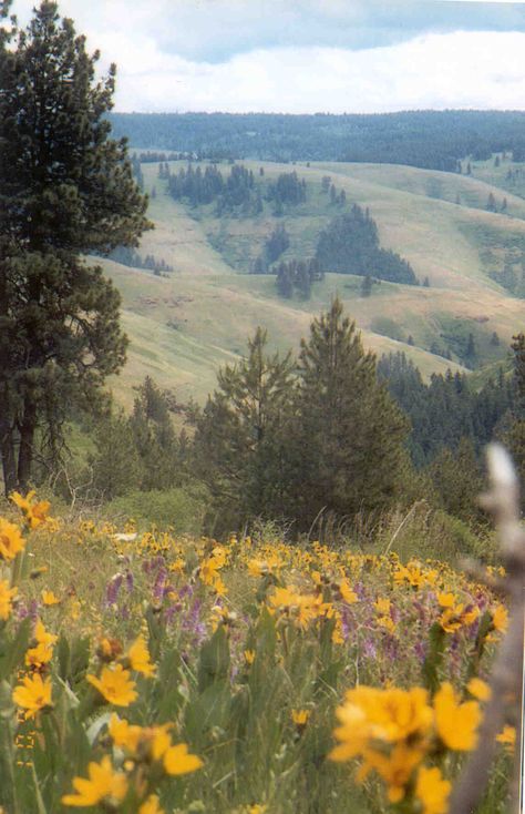 Cabbage Hill area of Eastern Oregon, near Pendleton Oregon Nature Wallpaper, Oregon Mountains Aesthetic, Rural Oregon, Oregon Farm, Oregon Scenery, Painted Hills Oregon Photography, Pendleton Oregon, Oregon Landscape, Oregon Portland