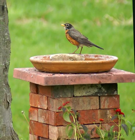 Create a bird bath or feeder with bricks you might have laying around from other home projects or pick them up at a home improvement store for cheap... Just stack them up and lay a piece of wood on top and then lay a saucer on top. There you have a nice bird feeder to enjoy bird watching. Fill up with either water or bird seed. Brick Ideas, Brick Projects, Recycled Brick, Diy Bird Bath, Brick Garden, Funky Junk Interiors, Diy Birds, Old Bricks, Backyard Projects