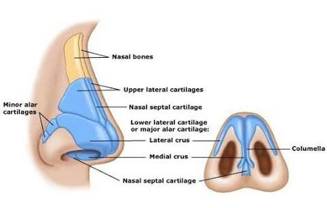 Nose Anatomy, Biology Drawing, Facial Anatomy, Human Body Unit, Basic Anatomy And Physiology, Nose Surgery, Nose Drawing, Muscle Anatomy, Medical Anatomy