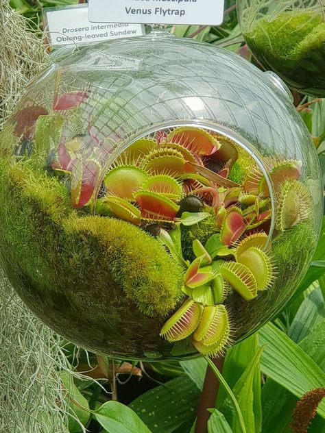 Carnivorous Plants Terrarium, Plant Tattoos, Gardens By The Bay Singapore, Aesthetic Plants, Plants Aesthetic, Beautiful Terrariums, Fly Trap, Venus Fly Trap, Garden Terrarium