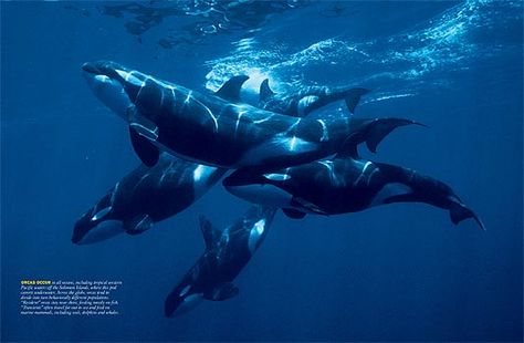 orca pod - Most of the young orca will spend their entire lives with their moms as they live in matriarchal societies. Orca Pod, Ranger Rick, Dolphin Family, Sea Mammal, National Wildlife Federation, Orca Whales, Killer Whale, Marine Mammals, Beautiful Sea