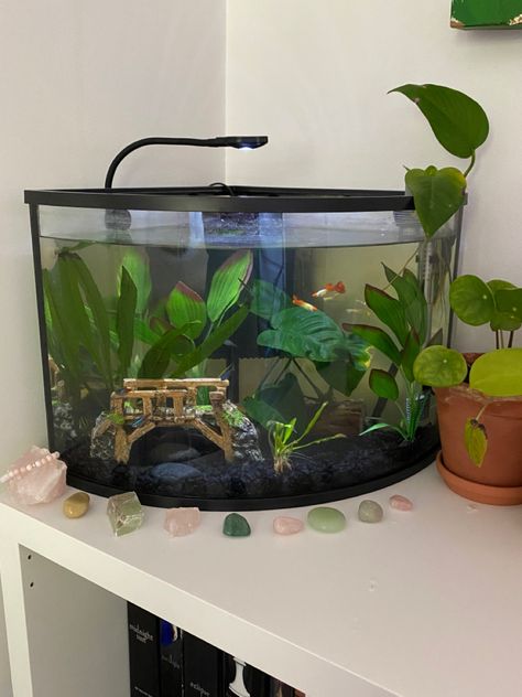 Fairy Theme Fish Tank, Fish Tank On Bookshelf, Fish Tank On Desk, Studio Ghibli Fish Tank, Fish Tank Themes, Goldfish Tank, Fish Tank Terrarium, Cool Fish Tanks, Small Fish Tanks