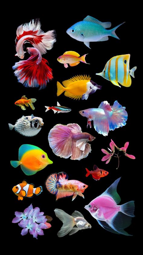 #fishies #fish #tropical #tropicalaesthetic Pretty Sea Creatures, Beautiful Fish Ocean Life, Sea Plants Underwater, Fish Reference Photo, Tropical Fish Photography, Tropicalcore Aesthetic, Sea Life Photography, Ocean Hat, Fish Oc