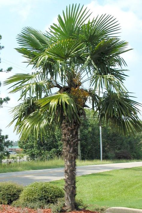 Trachycarpus fortunei Chinese Windmill Palm 1 Windmill Palm, Canary Island Date Palm, Cottage Backyard, Palm Trees Landscaping, Gardening Zones, Small Backyard Pools, Tropical Landscaping, Exotic Plants, Tropical Garden